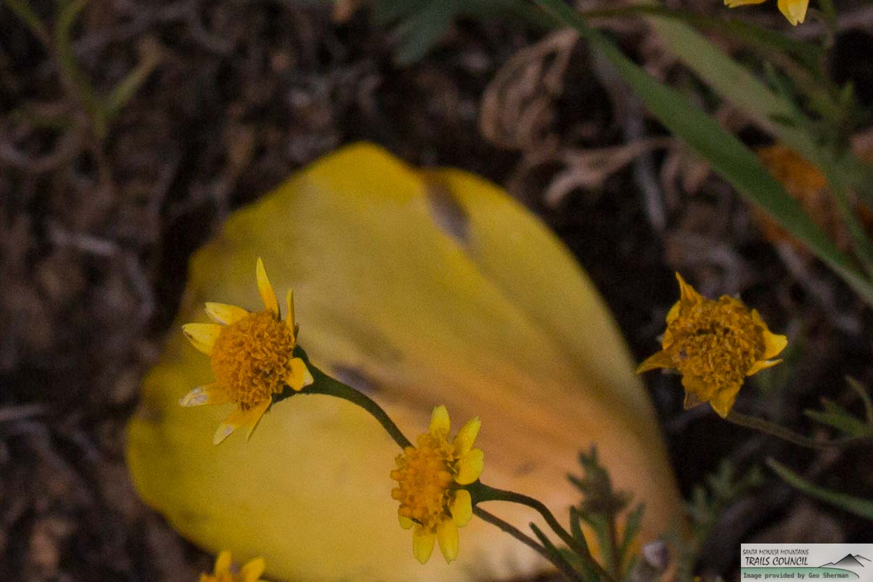  California Goldfields - <em>Lasthenia californica</em>