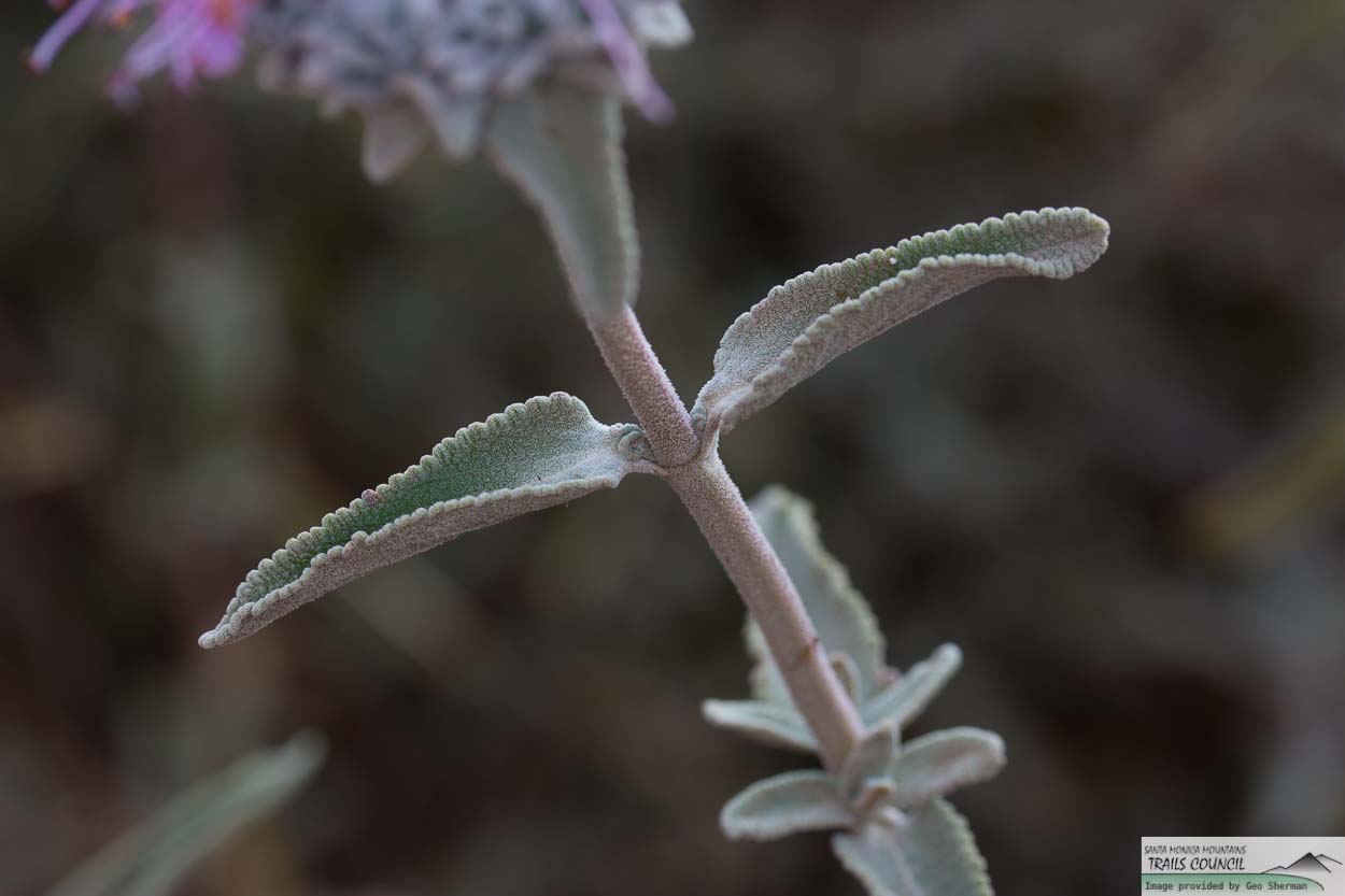  Purple Sage - <em>Salvia leucophylla</em>