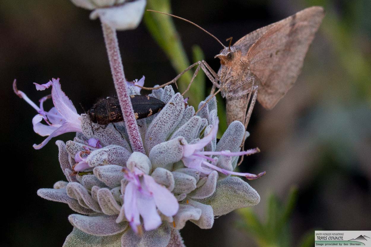 Butterfly, Flowers, Santa Monica Florist