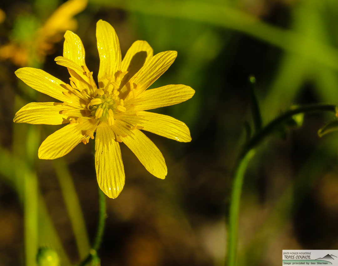  California Buttercup - <em>Ranunculus californicus</em>