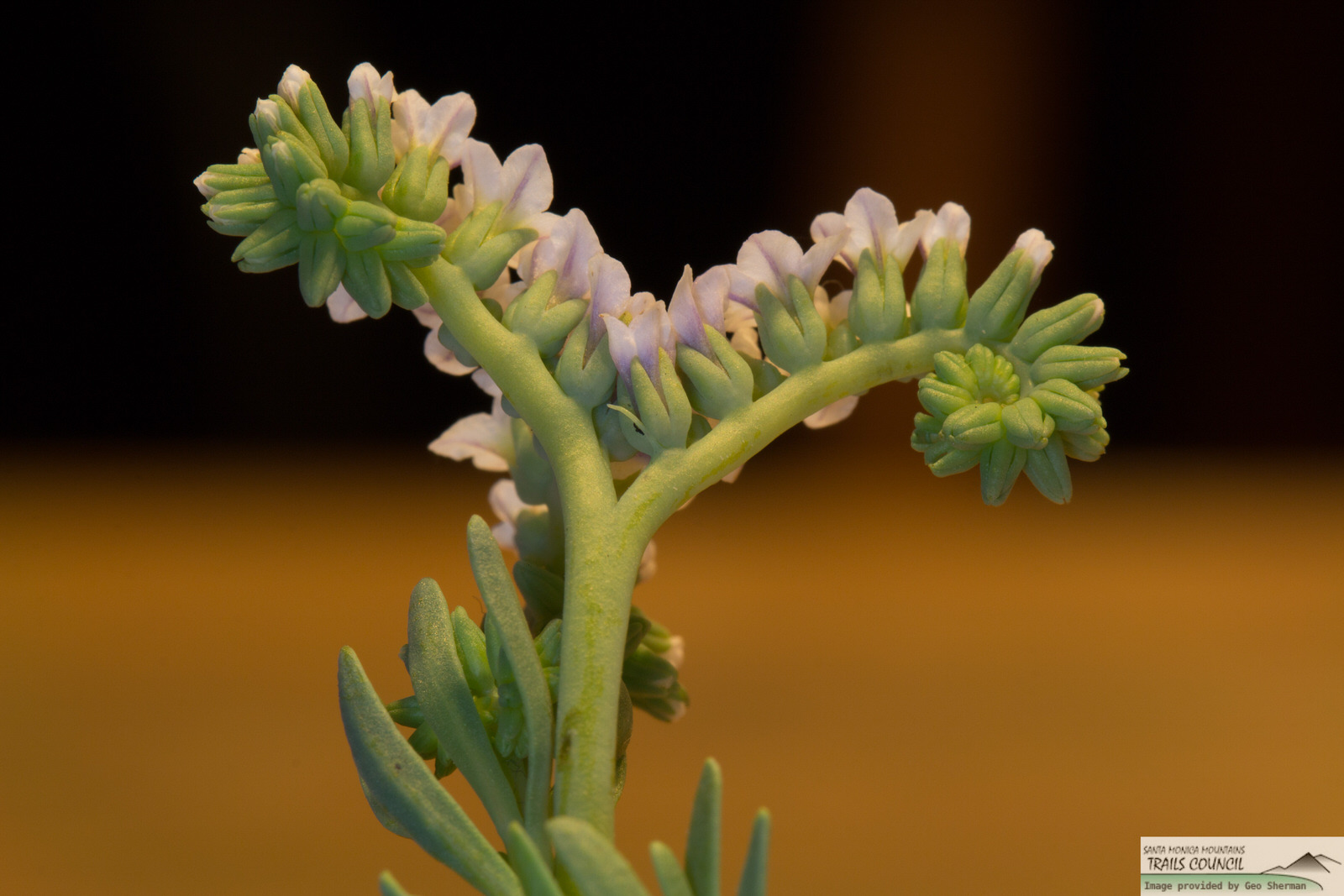  Wild Heliotrope - <em>Heliotropium curassavicum</em>