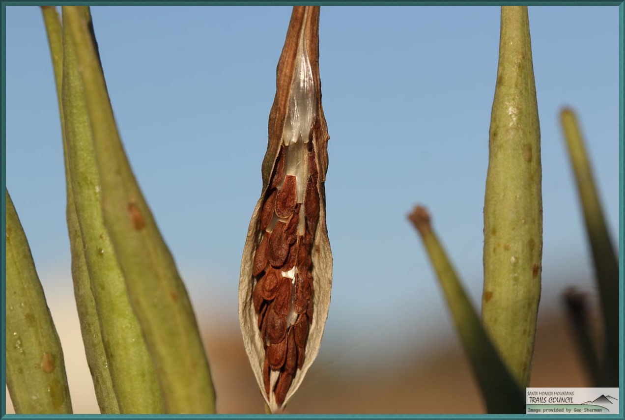  Narrow Leaved Milkweed - <em>Asclepias fascicularis</em>
