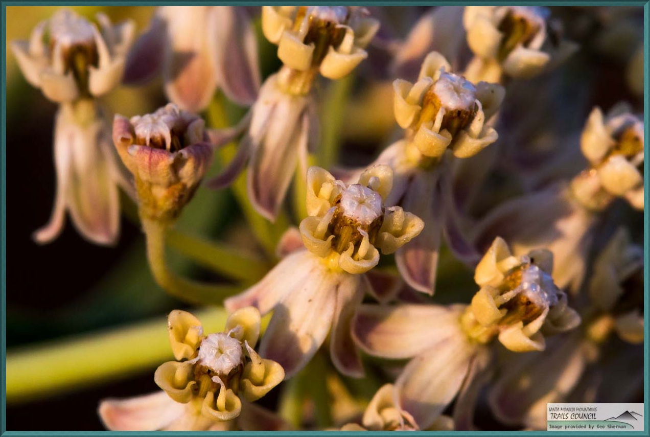 narrow leaf milkweed seedling