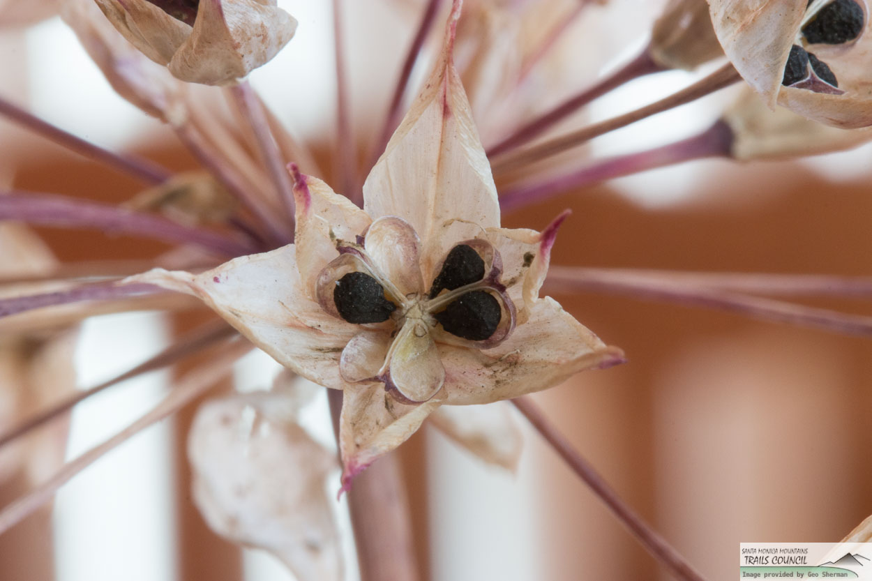  Peninsular Onion - <em>Allium peninsulare</em>