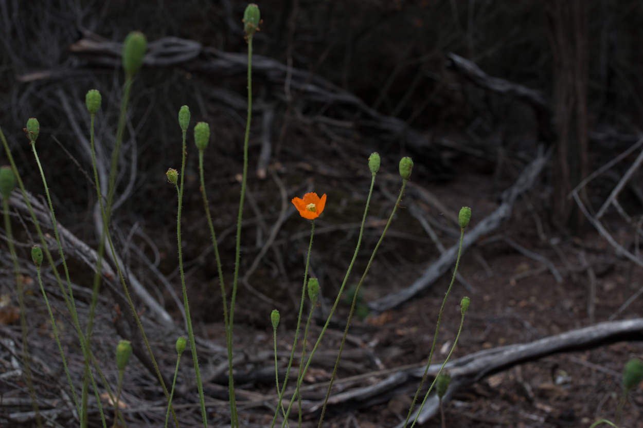  Fire Poppy - <em>Papaver californicum</em>