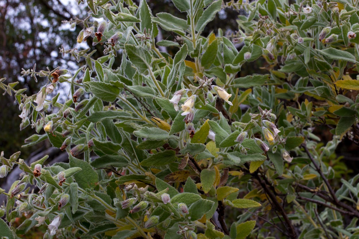  Pitcher Sage - <em>Lepechinia fragrans</em>