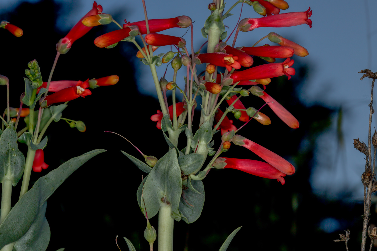  Scarlet Bugler - <em>Penstemon centranthifolius</em>