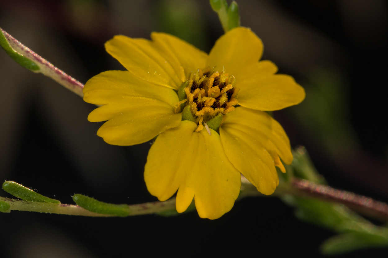  Slender Tarweed - <em>Deinandra fasciculata</em>