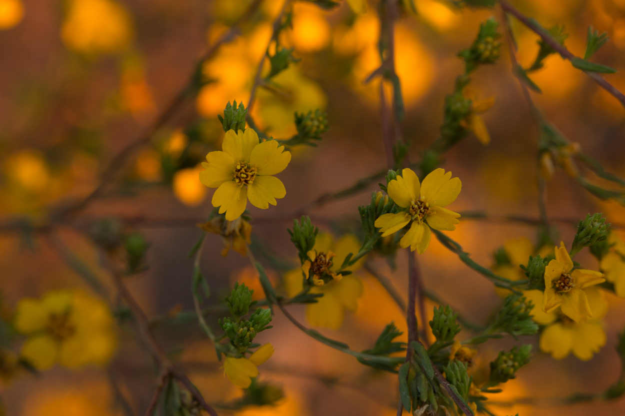  Slender Tarweed - <em>Deinandra fasciculata</em>