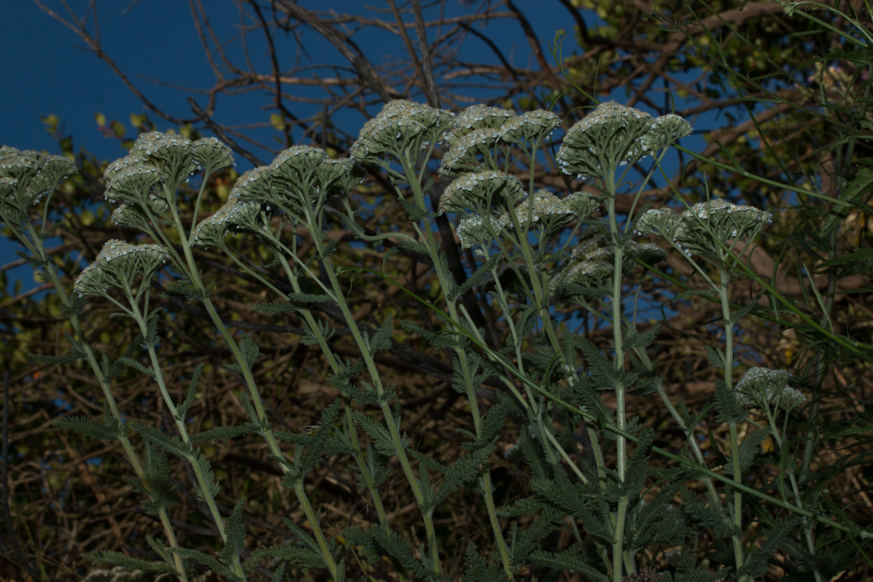  Common Yarrow - <em>Achillea millefolium</em>