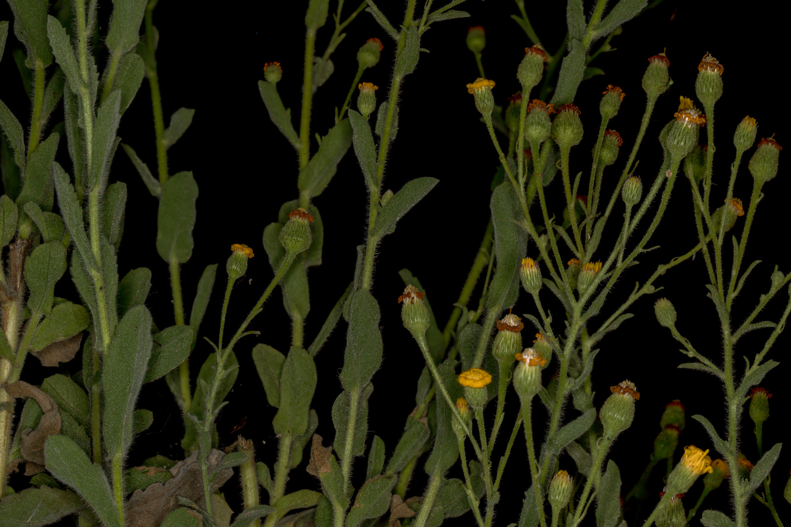  Telegraph Weed - <em>Heterotheca grandiflora</em>