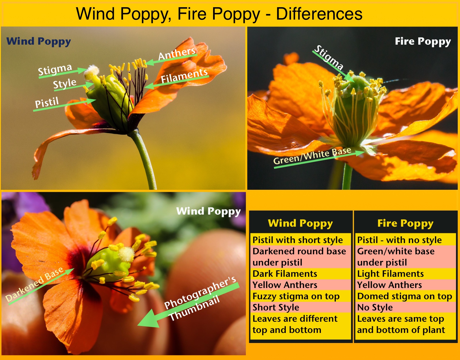  Wind Poppy - <em>Papaver heterophyllum</em>