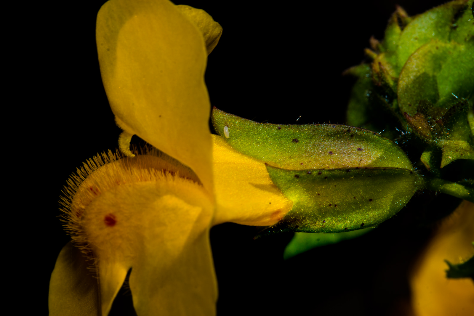  Creek Monkey Flower - <em>Erythranthe guttata</em>