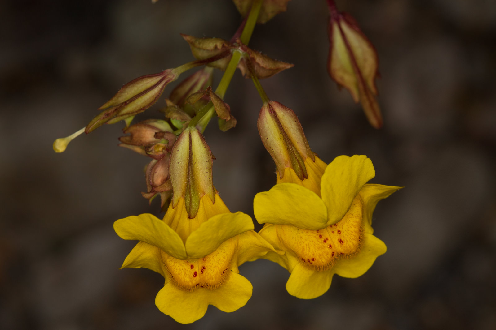  Creek Monkey Flower - <em>Erythranthe guttata</em>