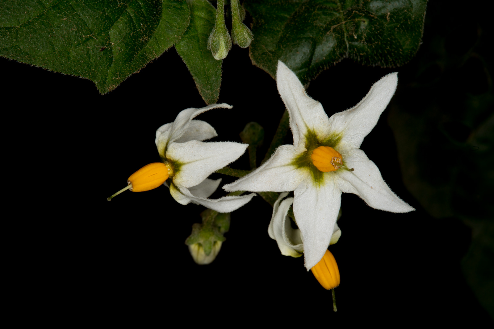  Douglas Nightshade - <em>Solanum douglasii</em>