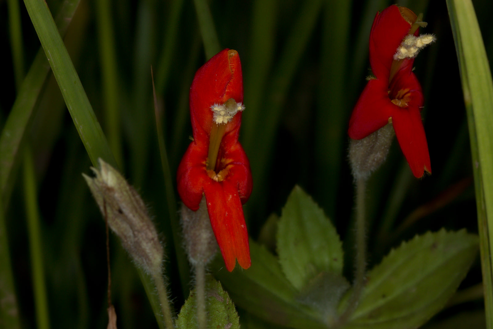  Scarlet Monkey Flower - <em>Erythranthe cardinalis</em>