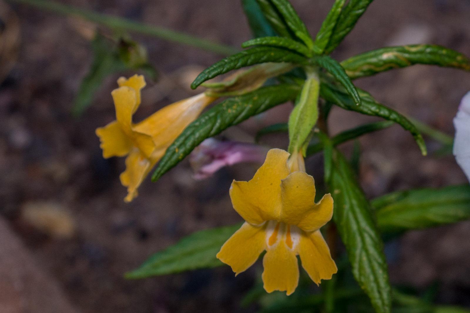 monkey flower plant host