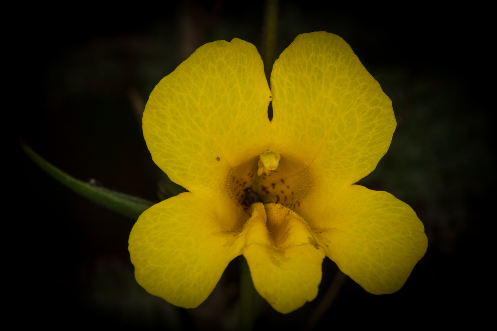  Yellow Monkey Flower - <em>Diplacus brevipes</em>