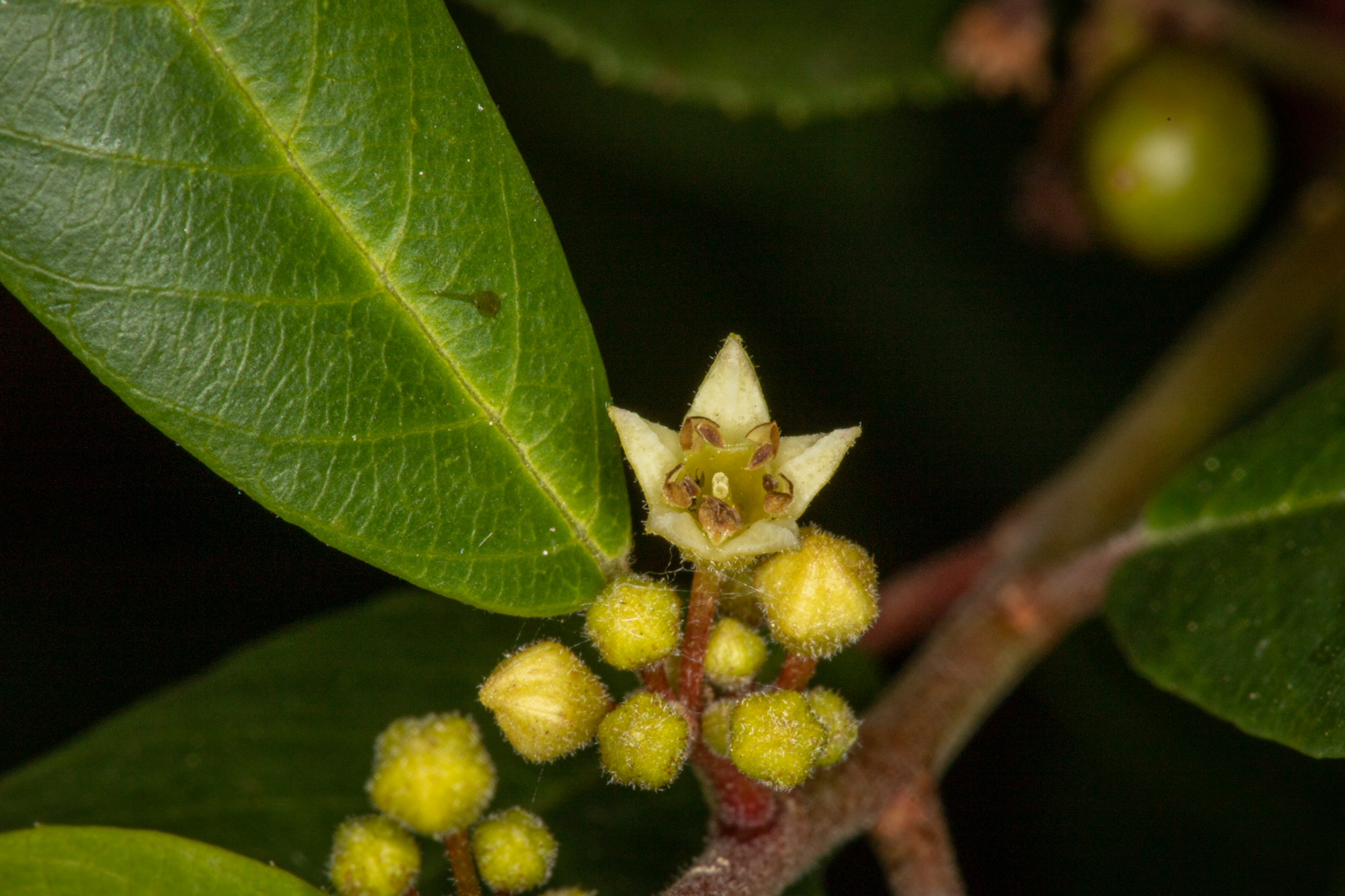  California Coffeeberry - <em>Frangula californica</em>