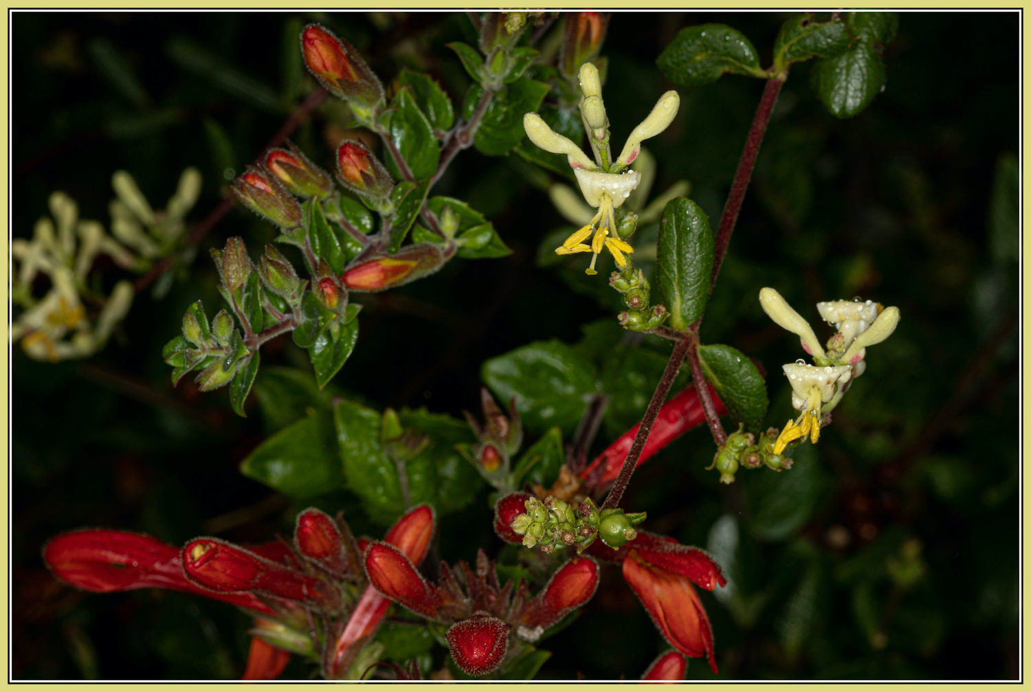 Chaparral Honeysuckle and Heart Leaf Penstemon.