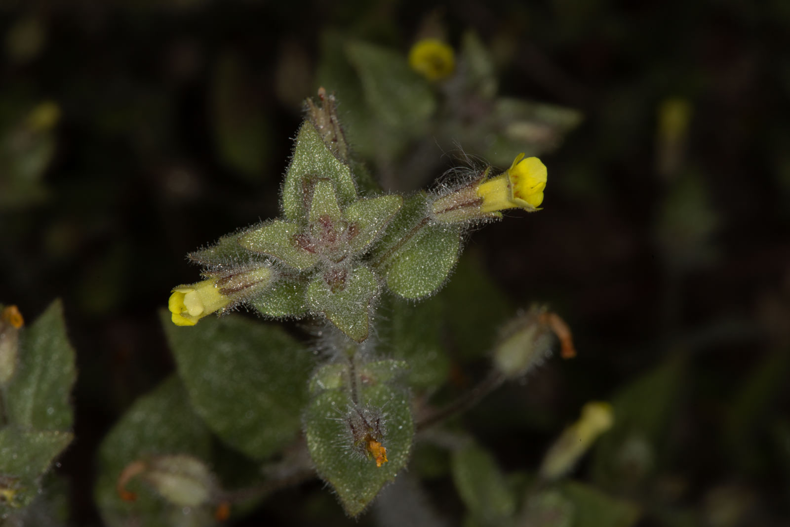  Slimy Monkey Flower - <em>Erythranthe floribunda</em>
