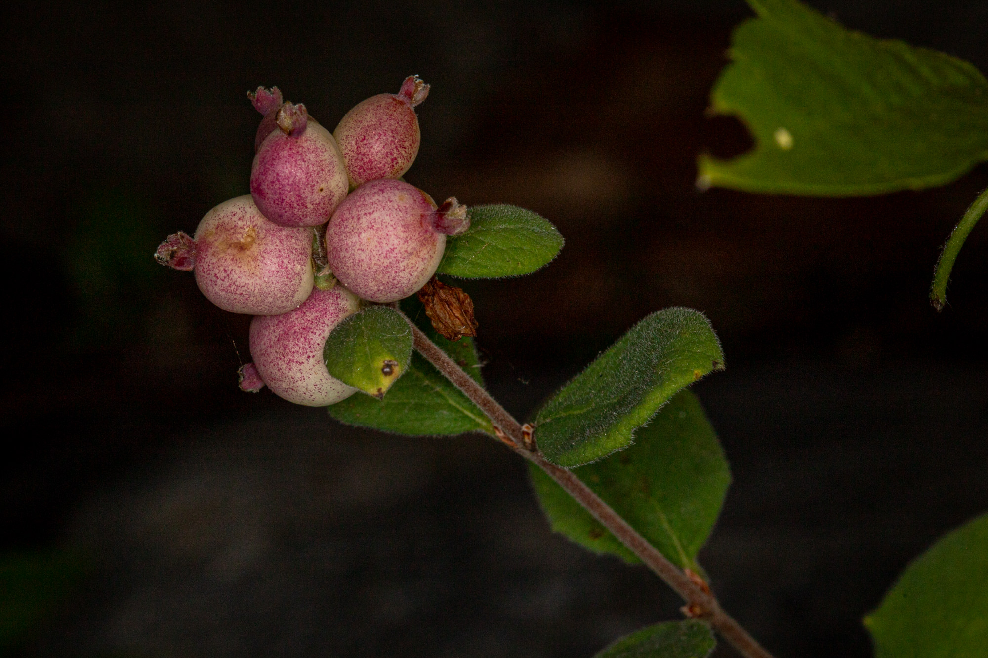 Snowberry - <em>Symphoricarpos mollis</em>