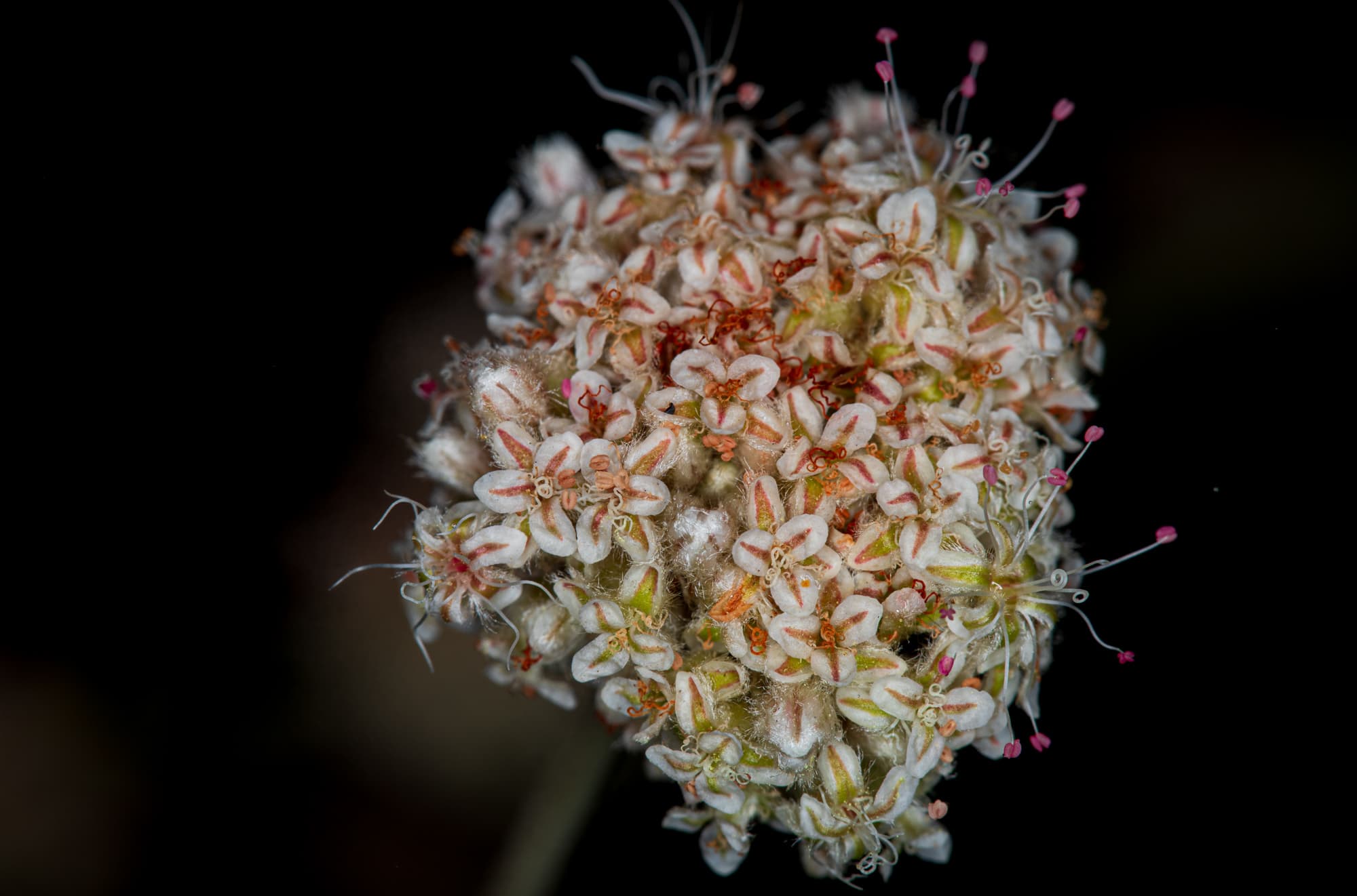  Ashy Leaved Buckwheat - <em>Eriogonum cinereum</em>