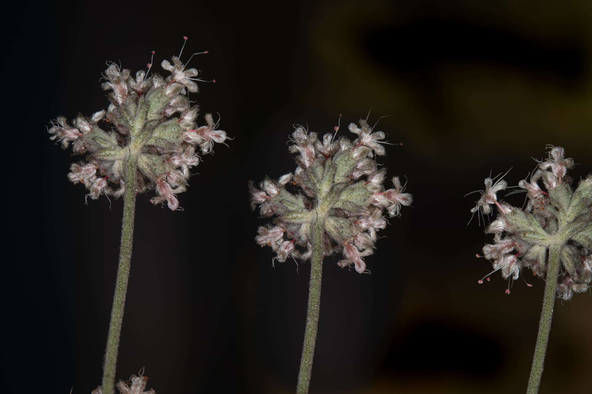  Ashy Leaved Buckwheat - <em>Eriogonum cinereum</em>