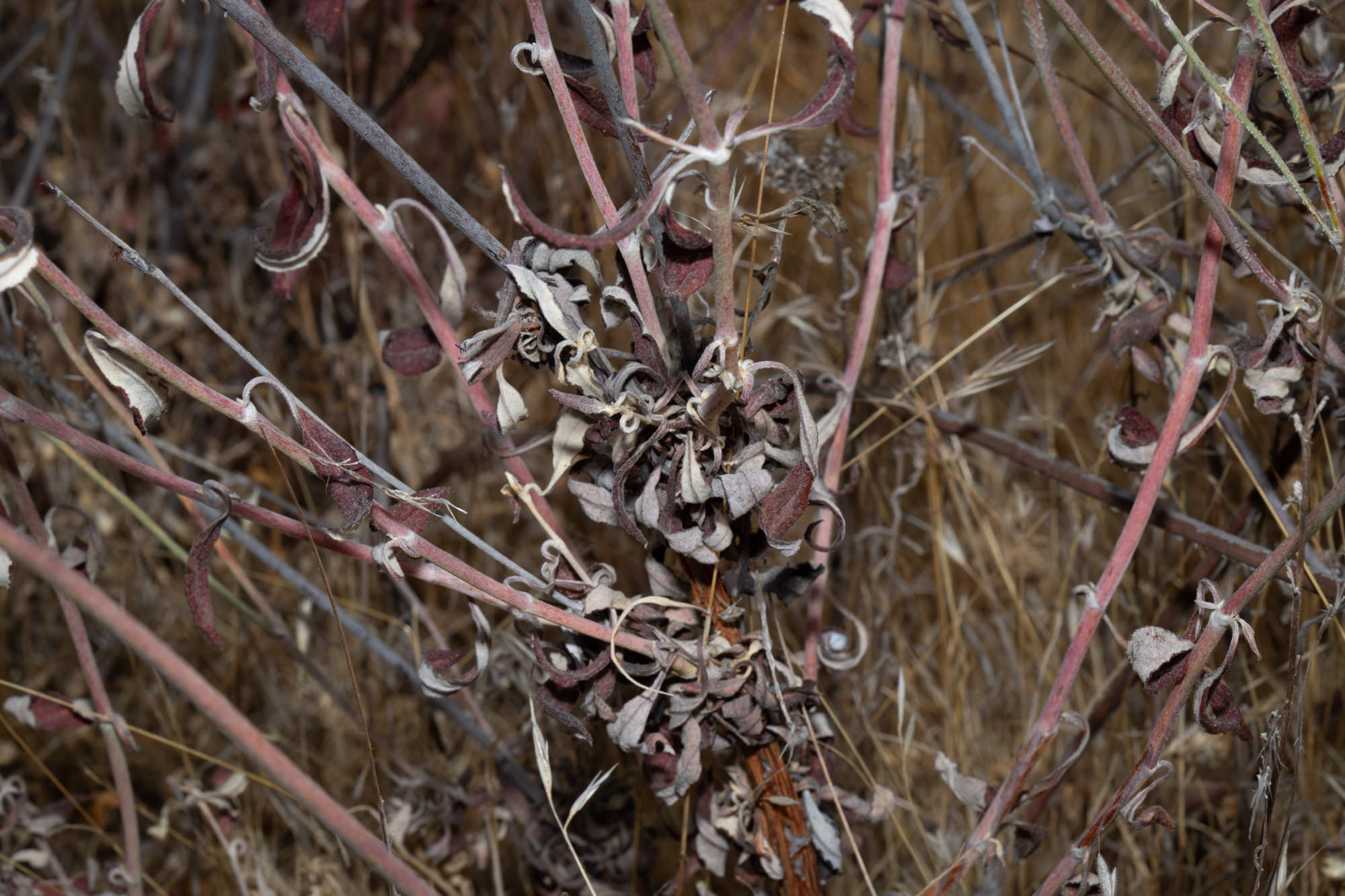  Wand Buckwheat - <em>Eriogonum elongatum</em>