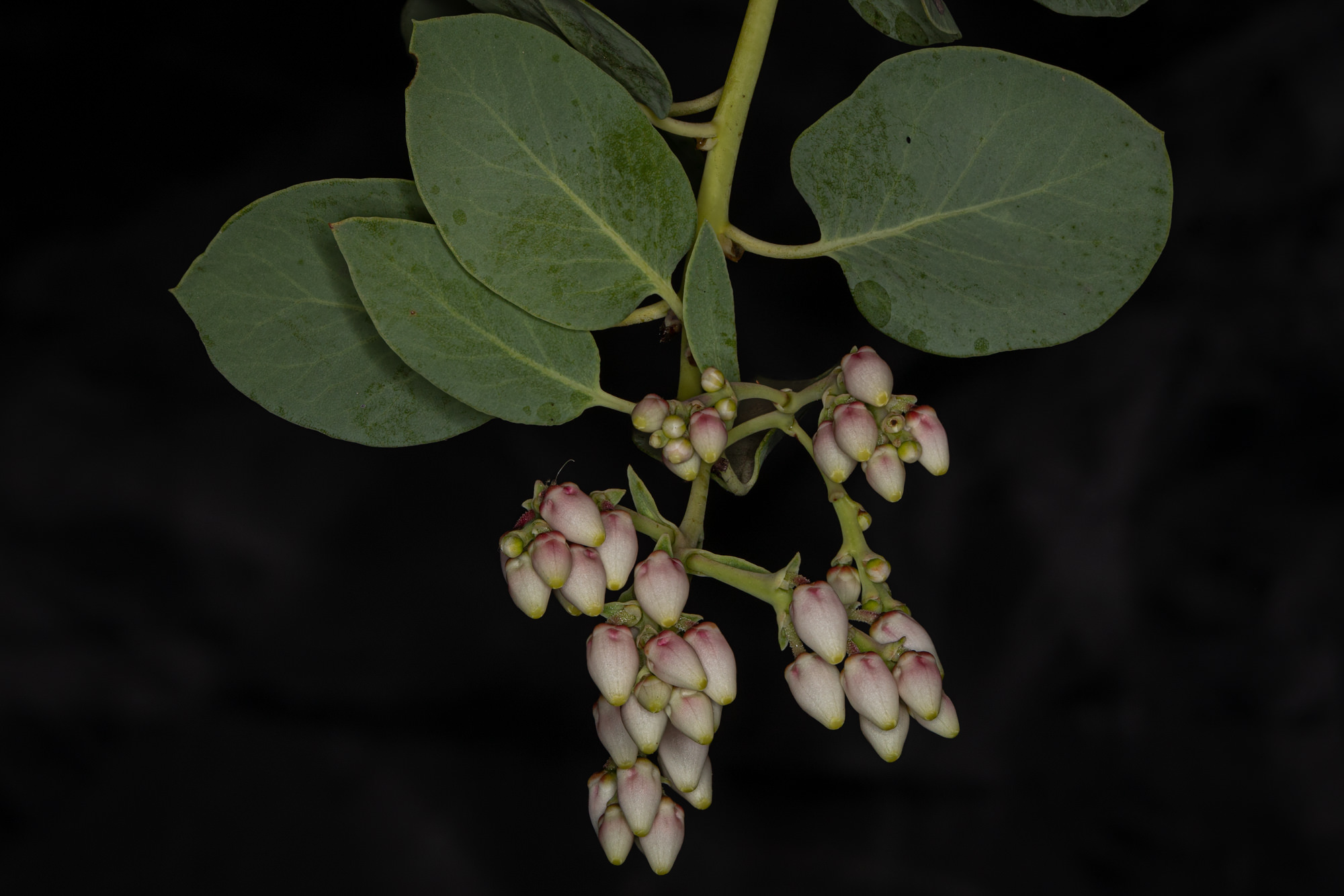  Bigberry Manzanita - <em>Arctostaphylos glauca</em>