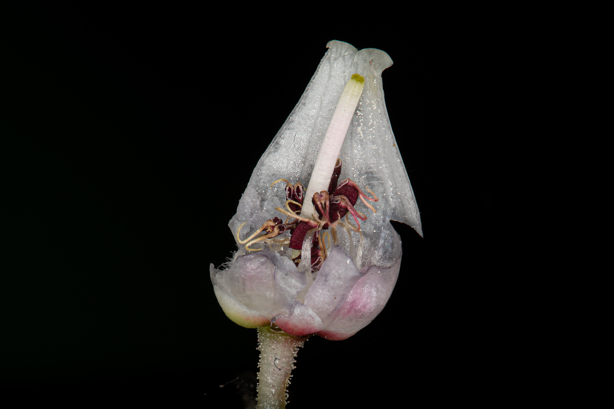  Bigberry Manzanita - <em>Arctostaphylos glauca</em>