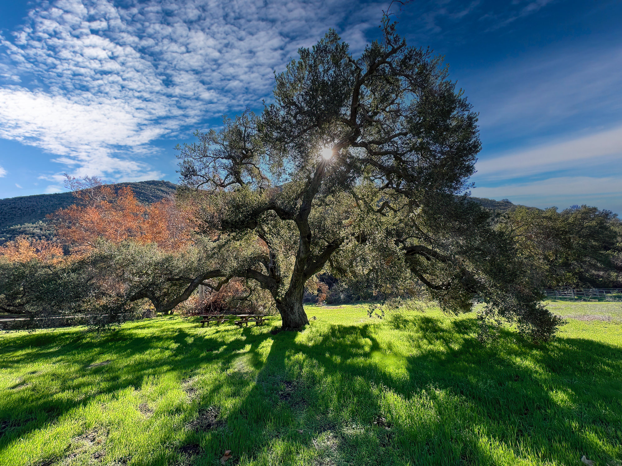 Coastal live oak - Point Mugu State Park Image of a coastal live oak