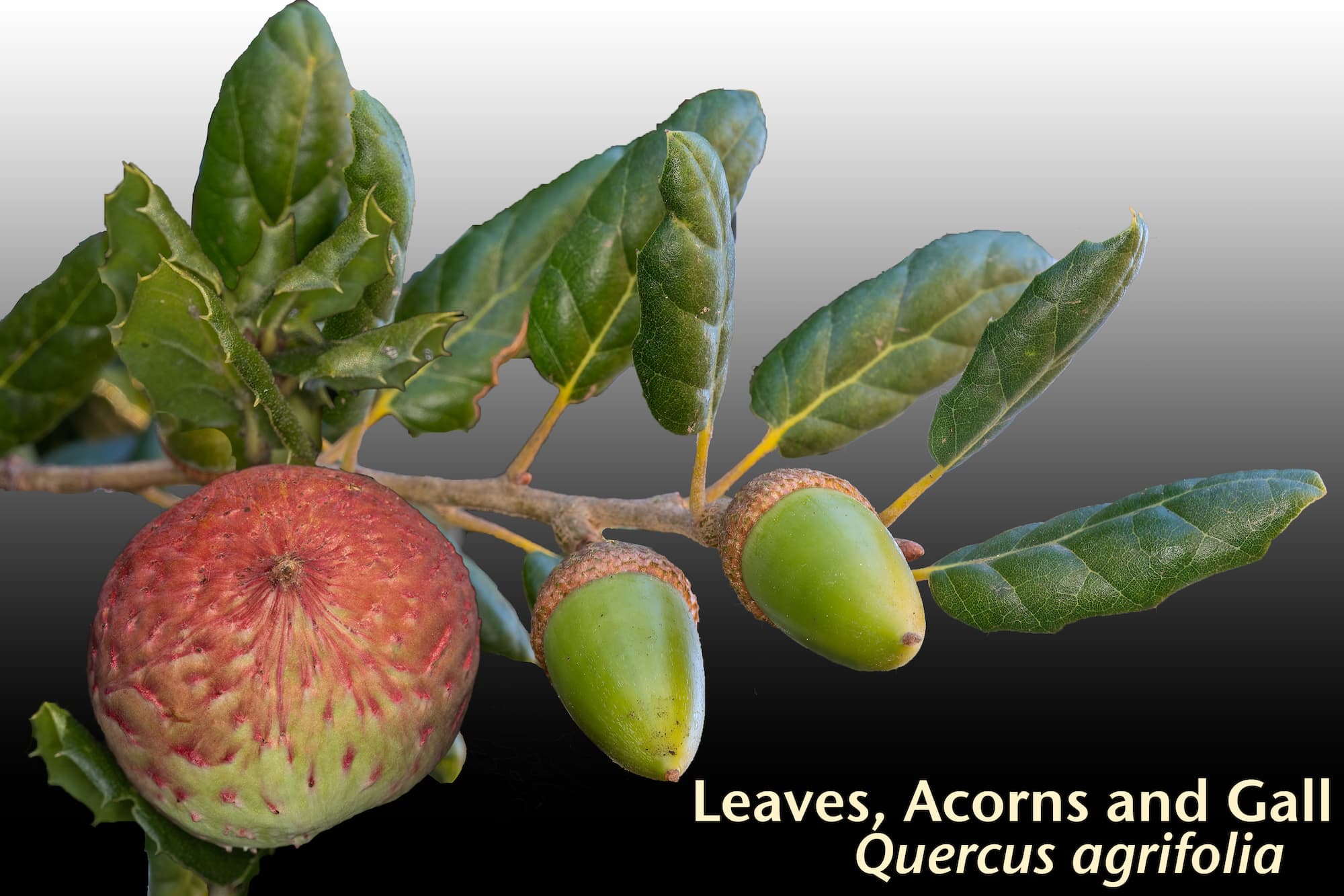 Image of Apple Gall on Quercus agrifolia Image of Apple Gall on Quercus agrifolia