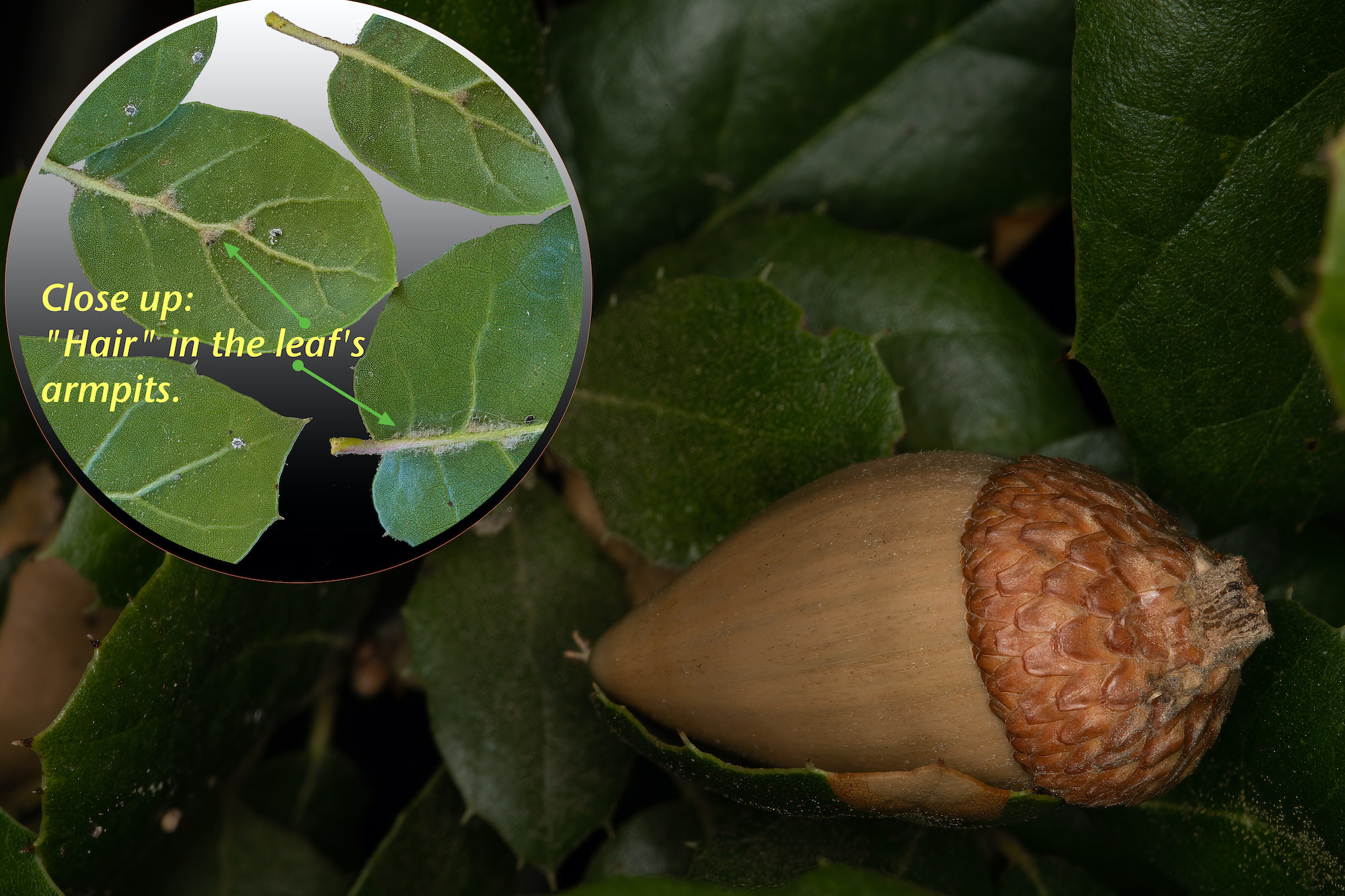 image of a coastal live oak - Quercus agrifolia - acorn