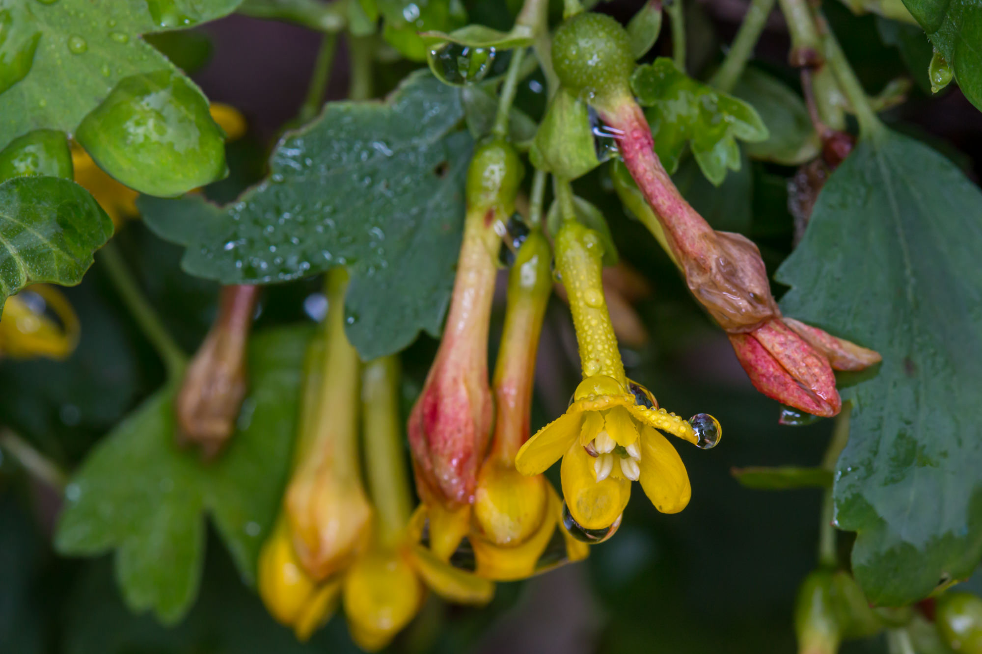  Golden Currant - <em>Ribes aureum</em>