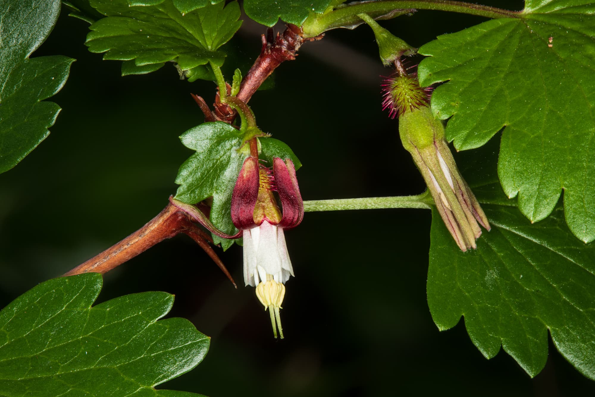  Hillside Gooseberry - <em>Ribes californicum</em>