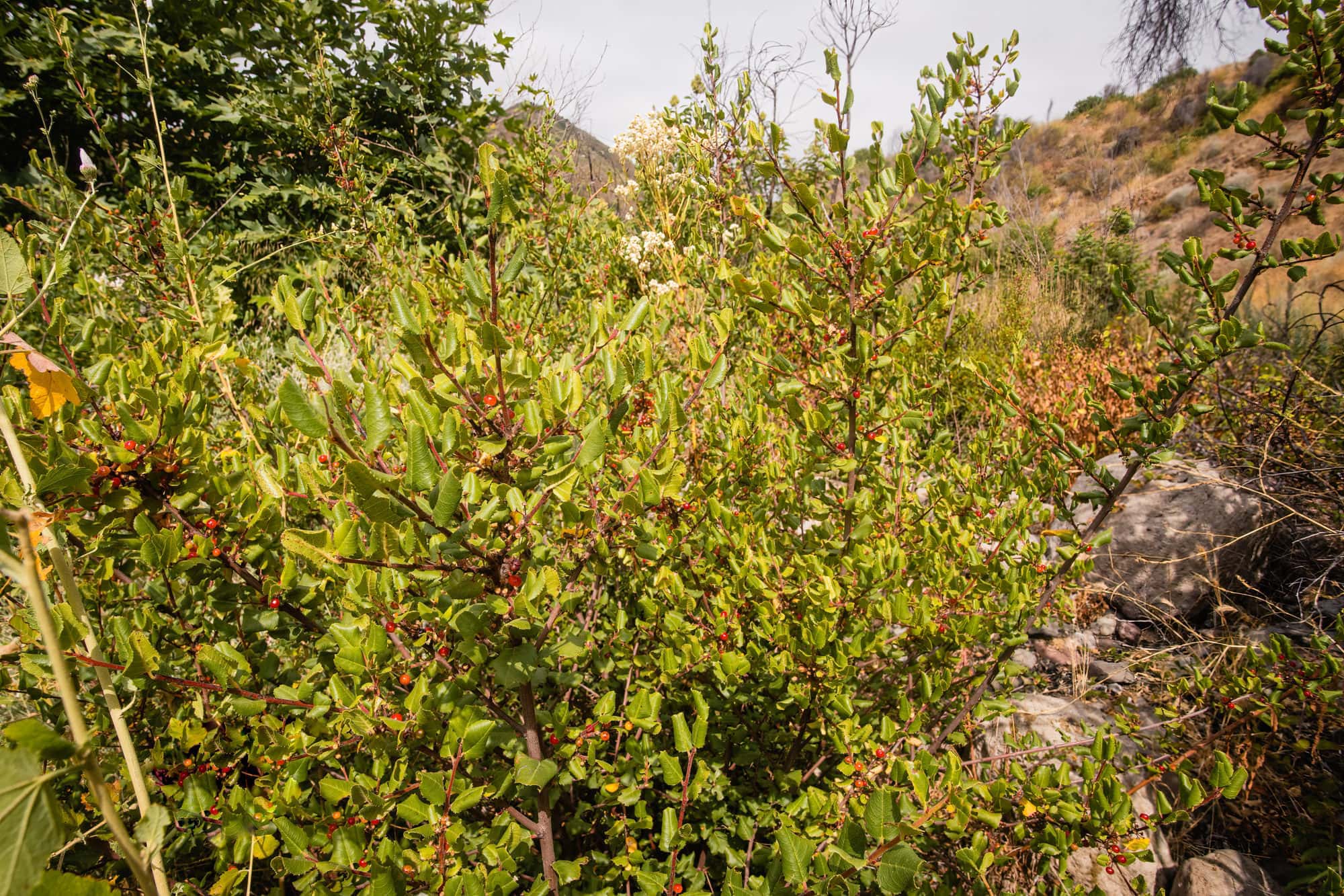 Red Berry Tree Identification: 18 Berry Tree & Bush Types (Summer