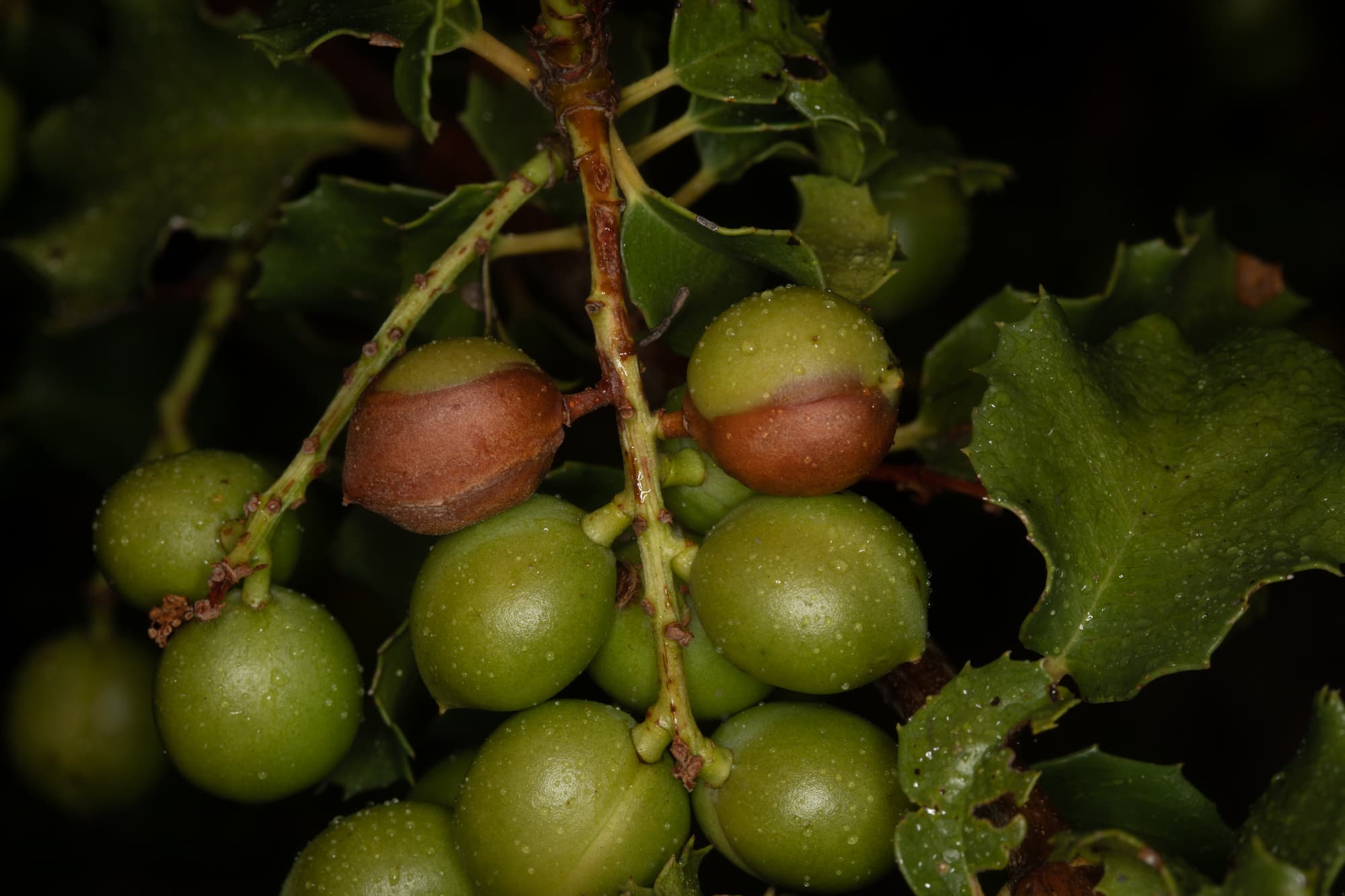  Holly Leaf Red Berry - <em>Rhamnus ilicifolia</em>