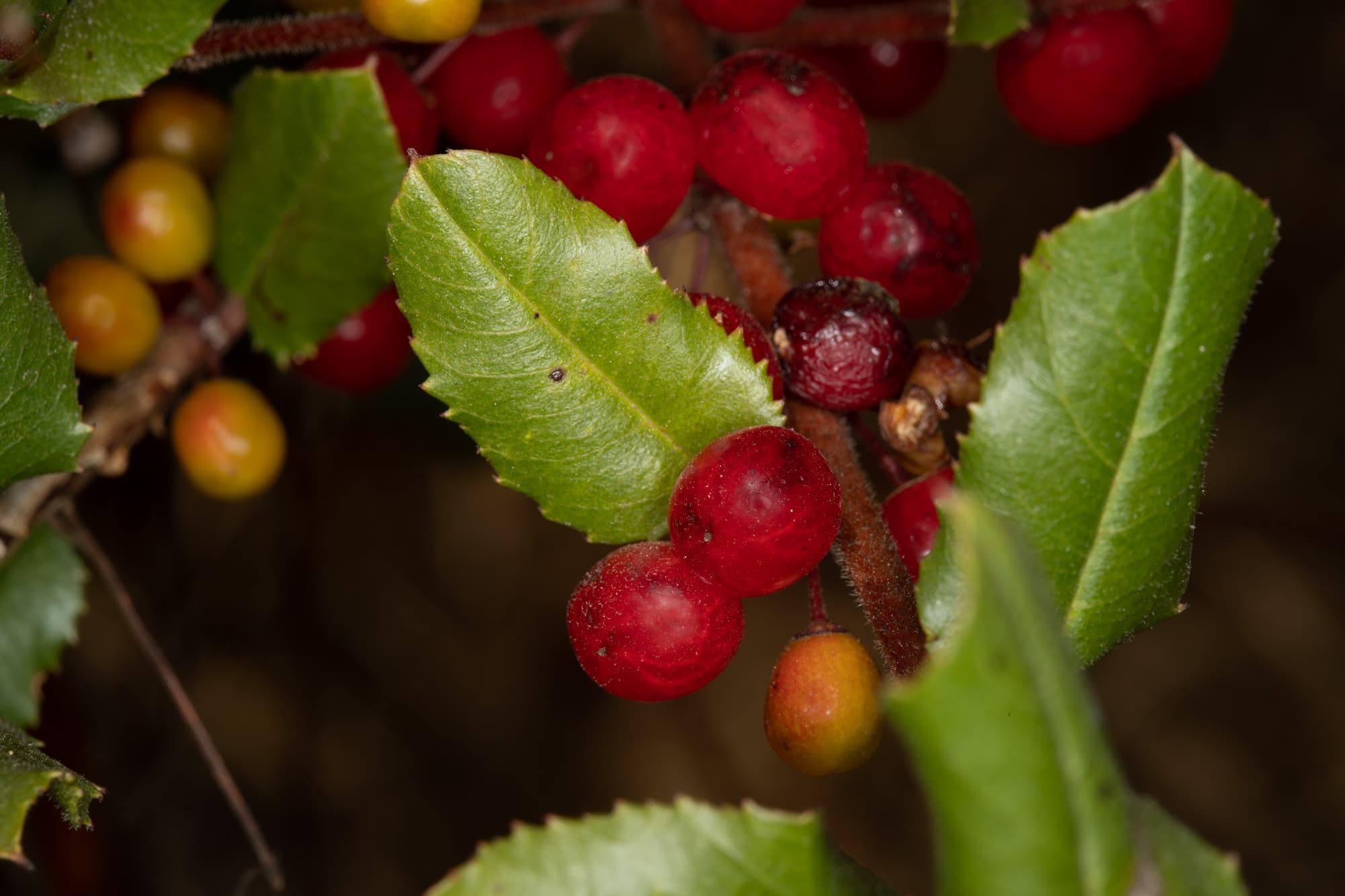  Holly Leaf Red Berry - <em>Rhamnus ilicifolia</em>