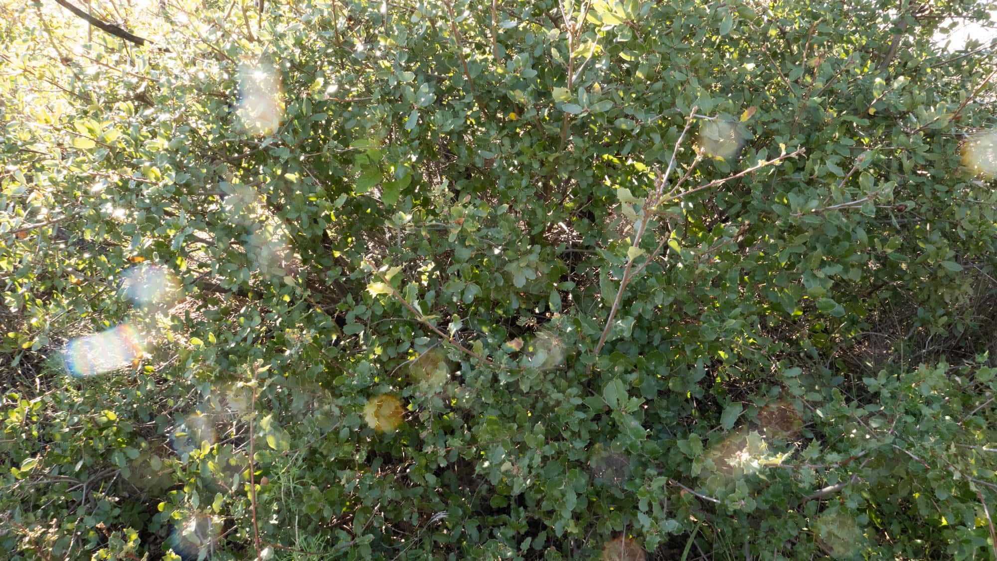  Scrub Oak - <em>Quercus berberidifolia</em>