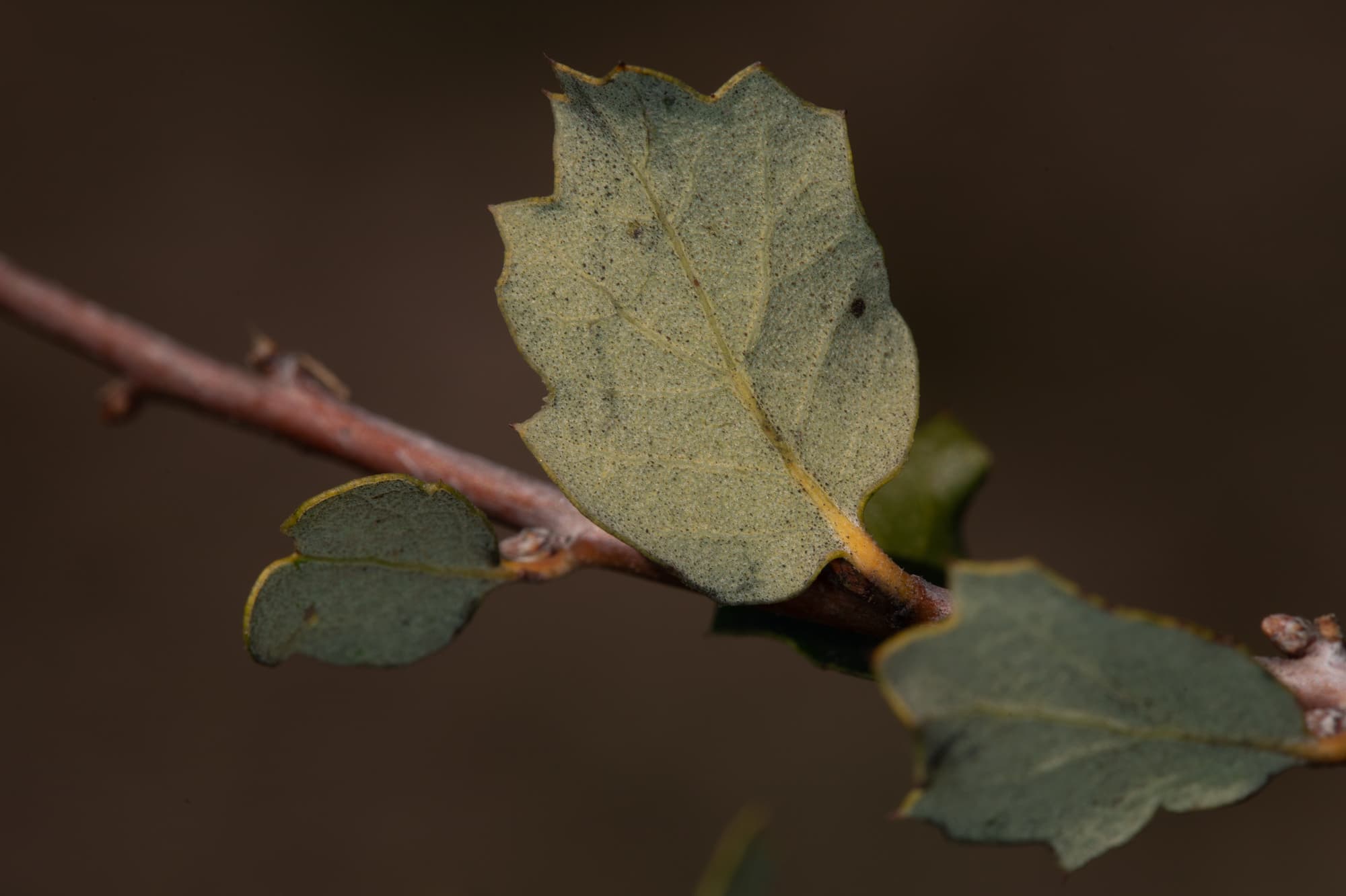  Scrub Oak - <em>Quercus berberidifolia</em>