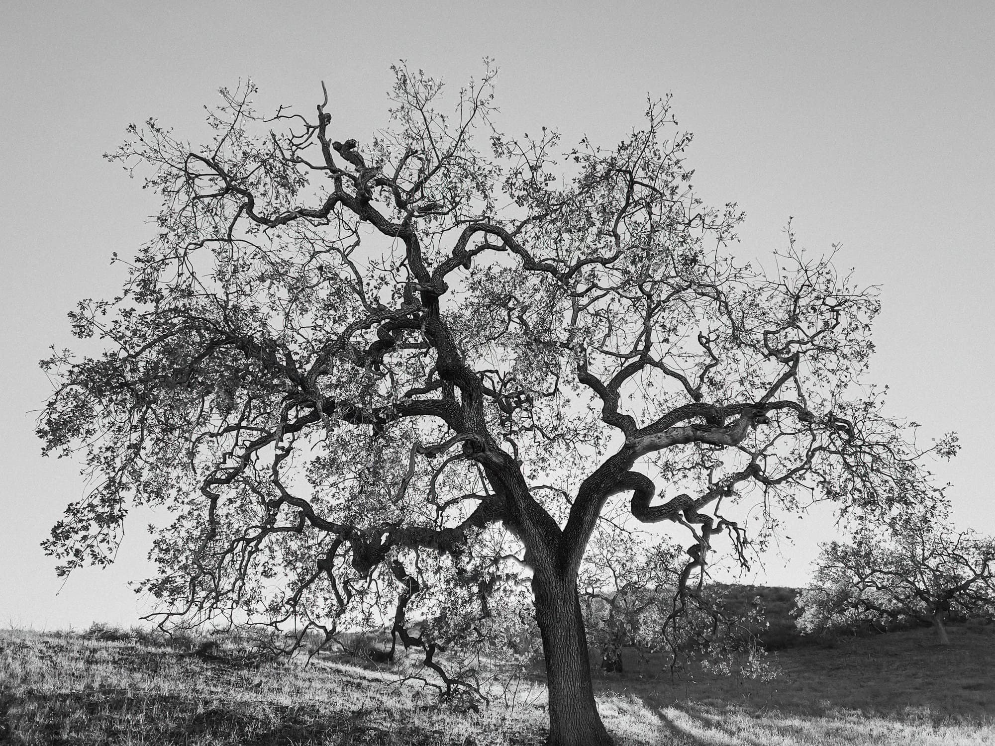  Valley Oak - <em>Quercus lobata</em>