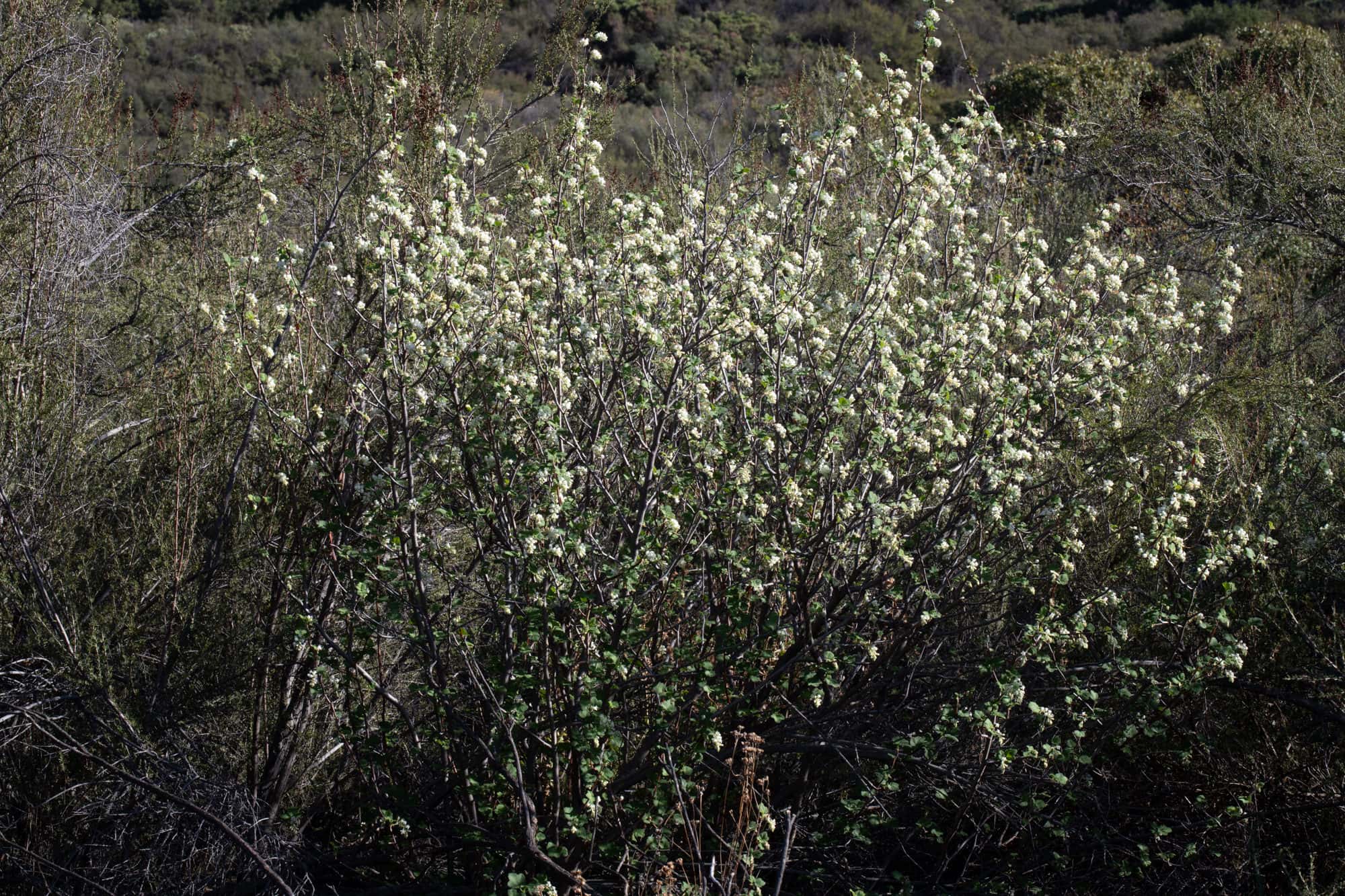  White Chaparral Currant - <em>Ribes indecorum</em>