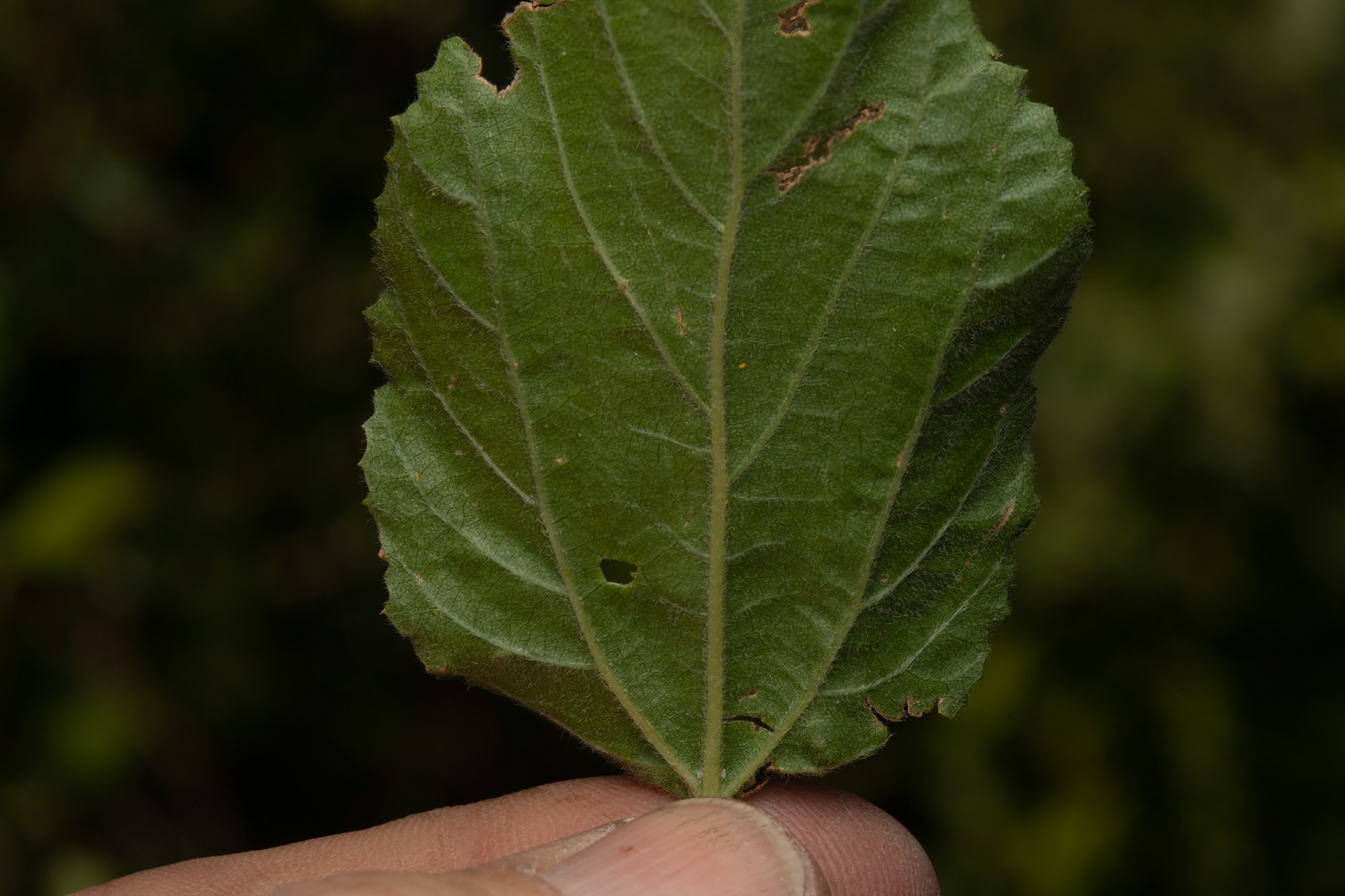  Hairy Leaved Ceanothus - <em>Ceanothus oliganthus</em>