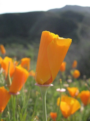 Image of Poppy