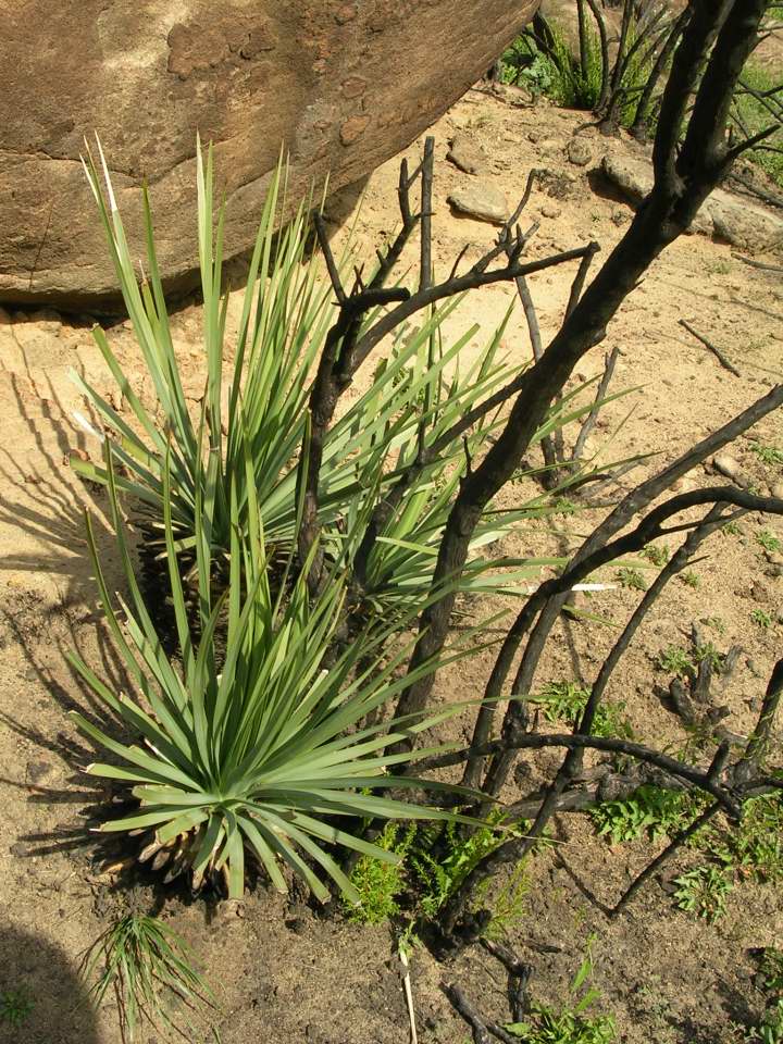 image of Yucca