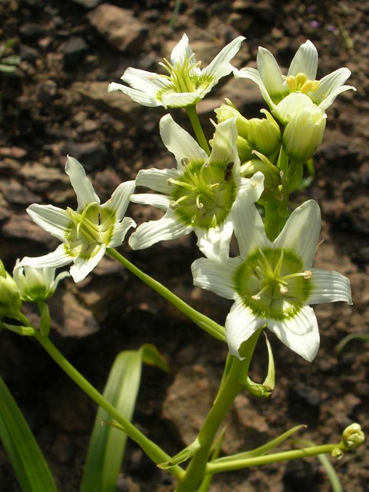 Star Lily image
