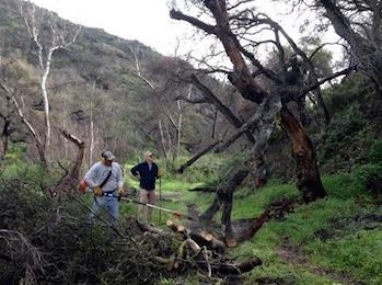 image of downed tree