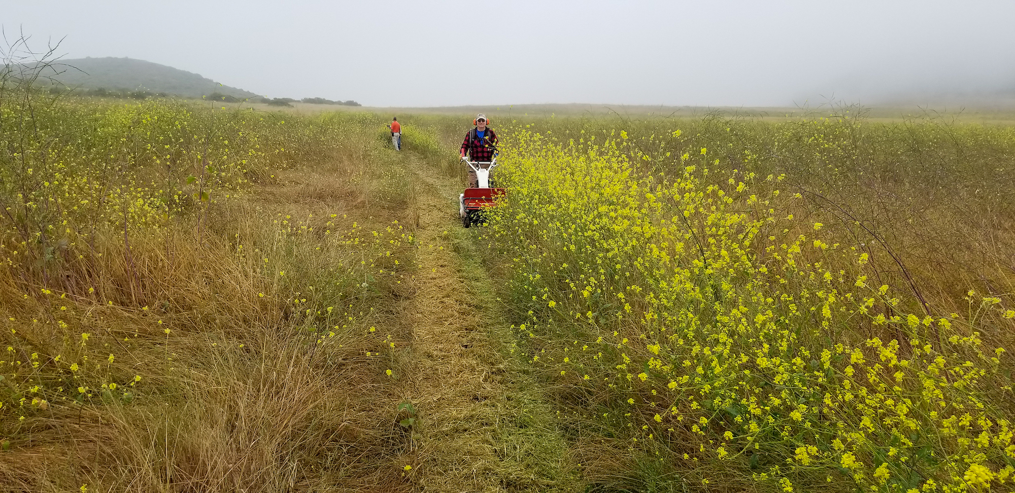 Jerry using a Flail Mower to masticate and mulch the mustard in La Jolla Valley.