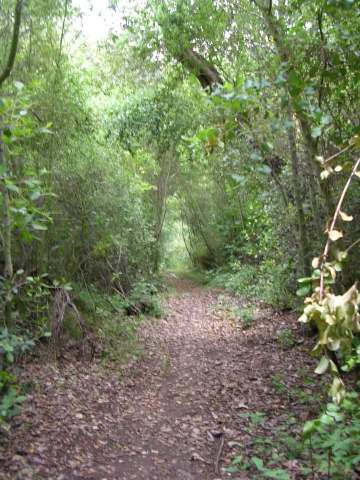 Canopy over the trail